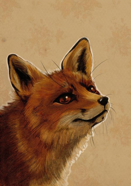 Красивые рисунки лисы