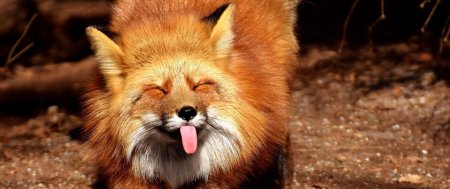 Хитрая лиса