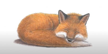 Лиса лежит рисунок