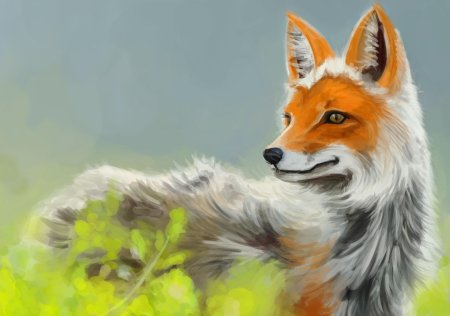 Красивые рисунки лисы
