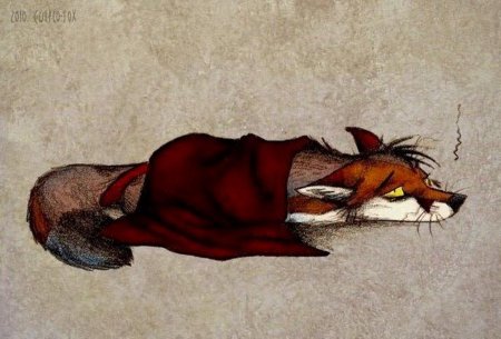 Culpeo fox лисы