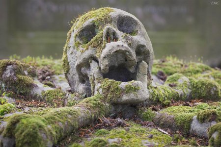 Череп в лесу