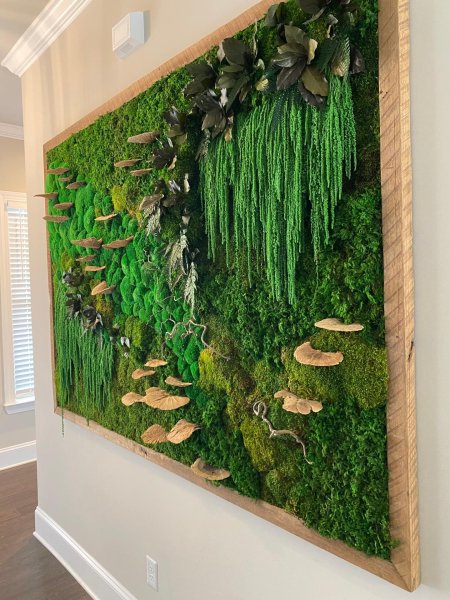 Фитостена мох стабилизированный