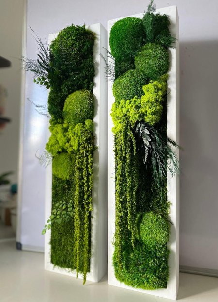 Мох стабилизированный в интерьере