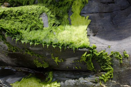 Мох тиангаро