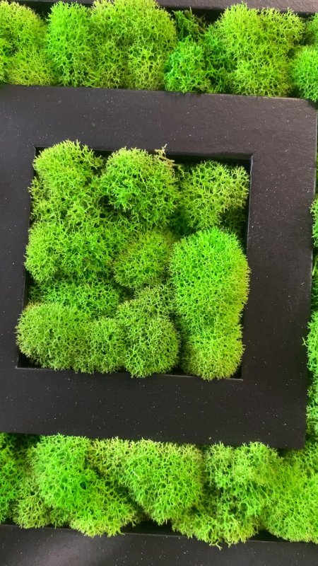 Стабилизированный мох ягель