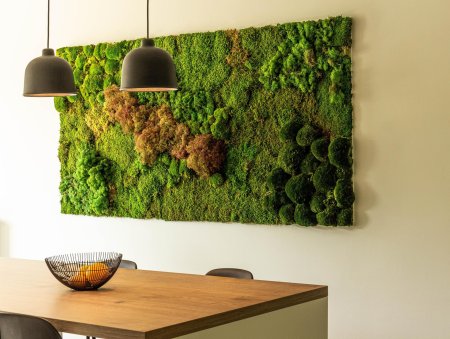 Фитостена мох