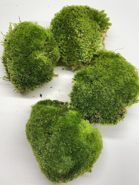 Мох ягель стабилизированный