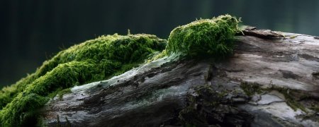 Камень со мхом