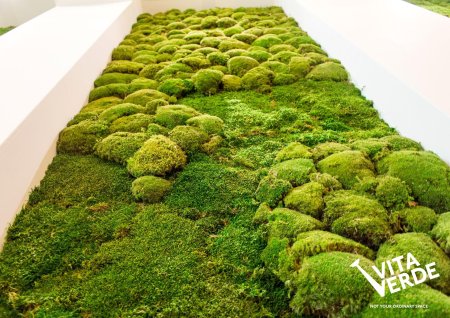 Стабилизированный мох в интерьере