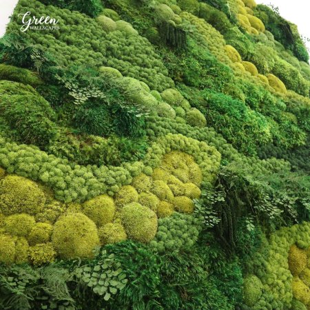 Мох ягель стабилизированный