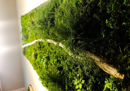Мох на стене