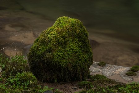 Мох на камне