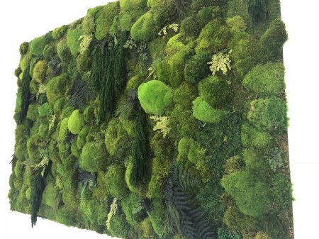 Фитостена ягель