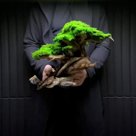 Акваскейп бонсаи