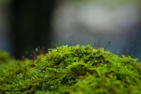 Мох "triangle moss"