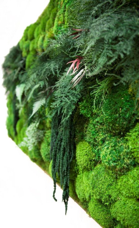 Фитостена мох стабилизированный