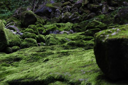 Сад мхов монастыря сайходзи