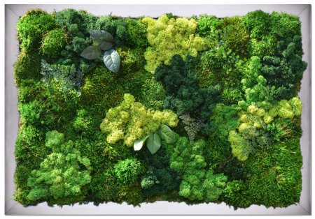 Мох ягель зеленый