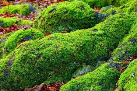 Зеленые мхи