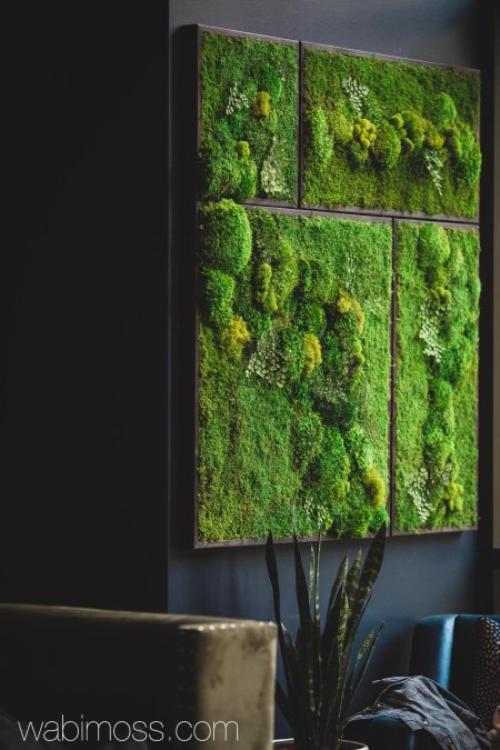 Фитостена мох