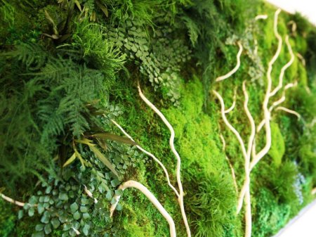 Мох грин гарден