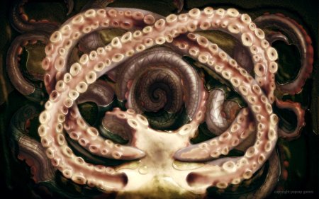 Головоногие моллюски осьминог