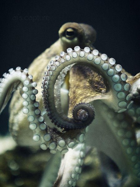 Головоногие осьминог