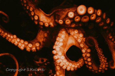 Тихоокеанский осьминог enteroctopus dofleini