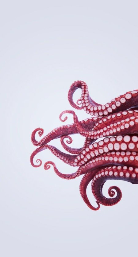 Осьминог octopus vulgaris