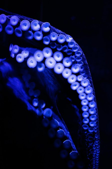 Blue octopus