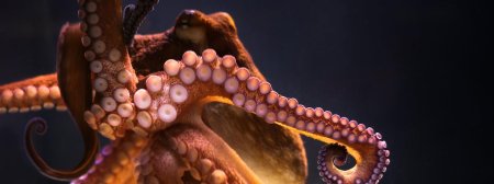 Длиннощупальцевый спрут