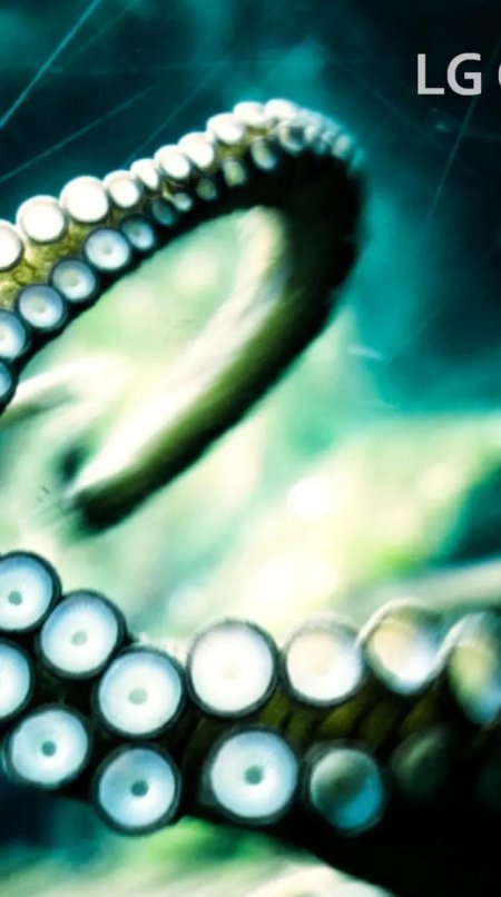 Осьминог спрут