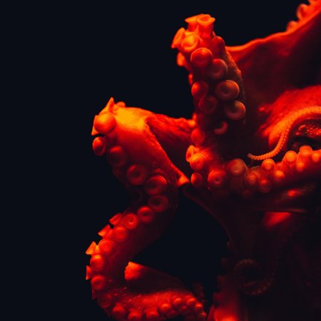 Осьминог красный