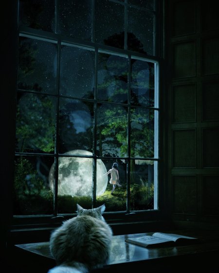 \ лунный кот\