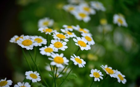 Matricaria chamomilla