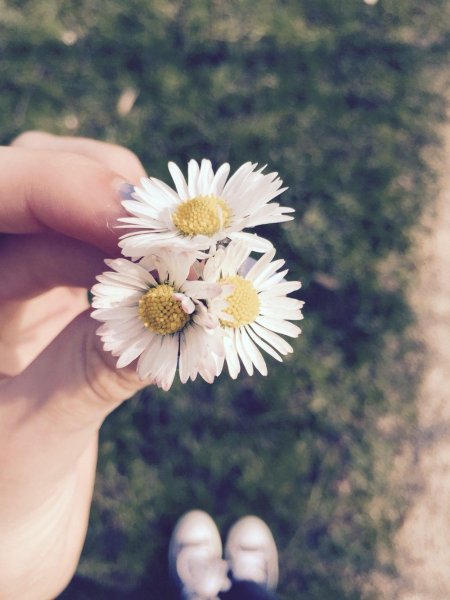 Красивая цветок