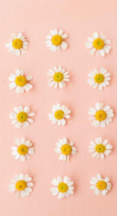 Ромашки на розовом фоне