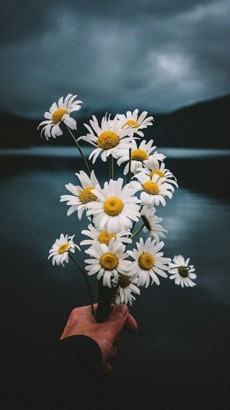 Ромашка эстетика