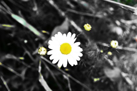 Ромашка цветок полевой