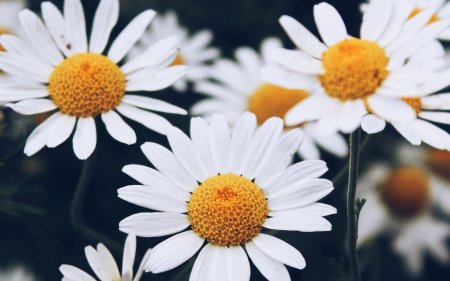 Camomile ромашка