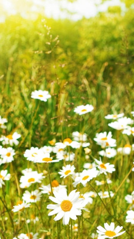 Поле ромашек