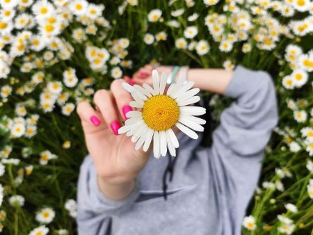 Ромашек поле