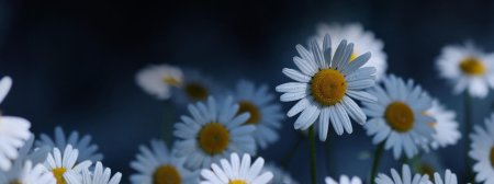 Фон ромашек