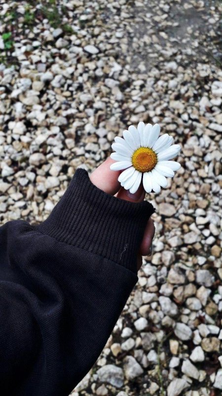 Крупная ромашка