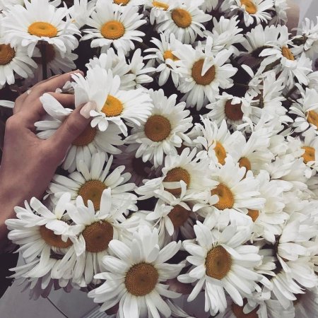 Фотосессия с букетом ромашек