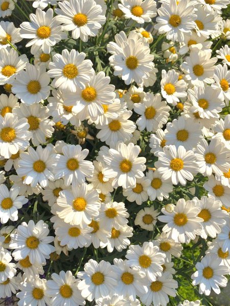 Ромашка фон