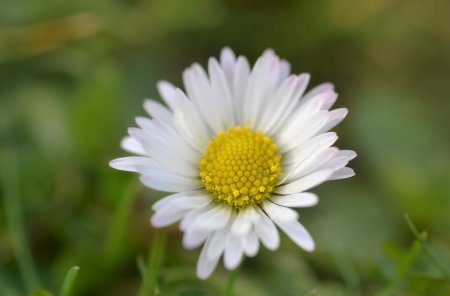 Bellis perennis