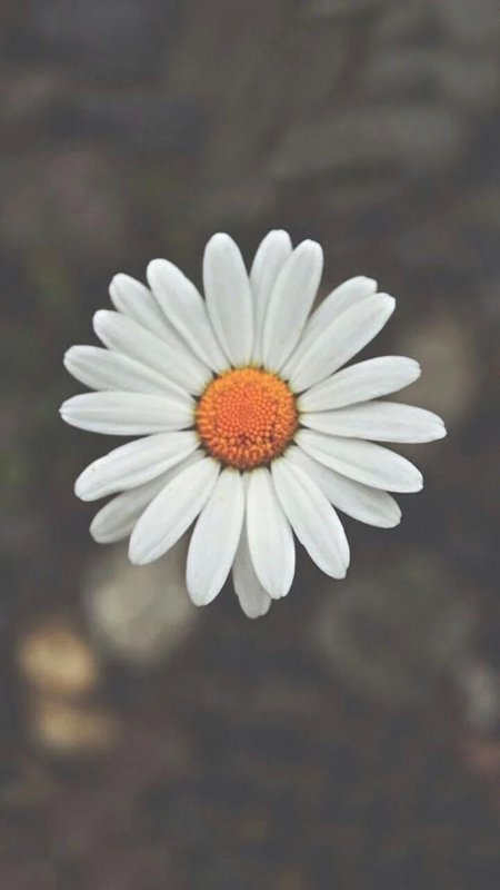 Daisy flower