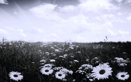 Поле ромашек